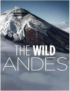 九二黑玫瑰对黑玫瑰